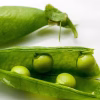 Shelling Pea Seeds - Green Arrow photo of pea grains