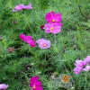 Cosmos Seeds – Sensation Mix with purple pink flowers photo