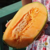 Melon Seeds - Hearts of Gold, Organic with cut melon photo