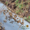 Cilantro Seeds, Organic with photo of cilantro seeds on branch photo