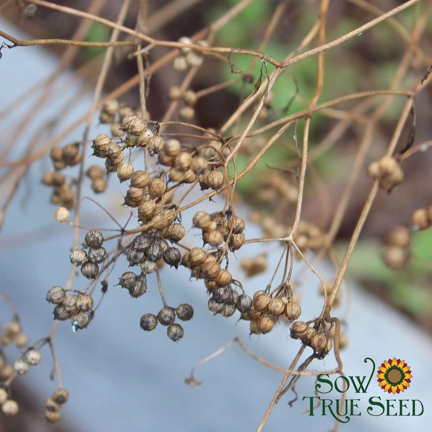 Cilantro Seeds, Organic With Photo Of Cilantro Seeds On Branch Photo Cilantro Seeds, Organic With Photo Of Cilantro Seeds On Branch Photo