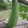 Gourd Seeds - Luffa with a green gourd in nature photo