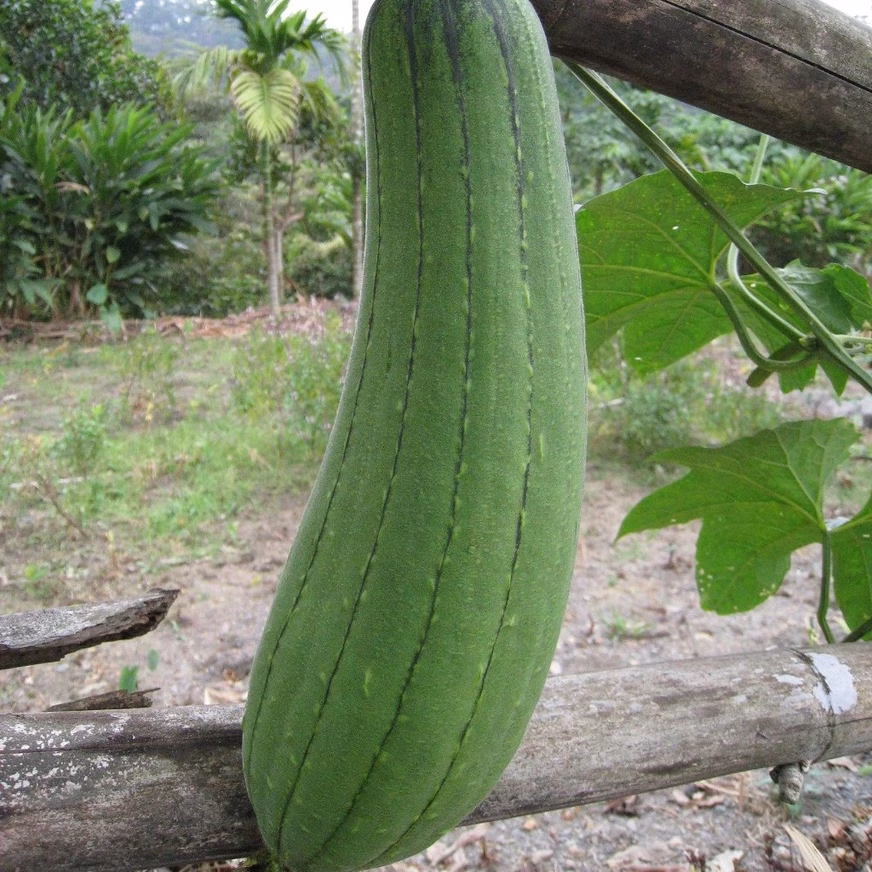 Gourd Seeds - Luffa With A Green Gourd In Nature Photo Gourd Seeds - Luffa With A Green Gourd In Nature Photo