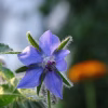 Borage Seeds with blue colored in nature photo