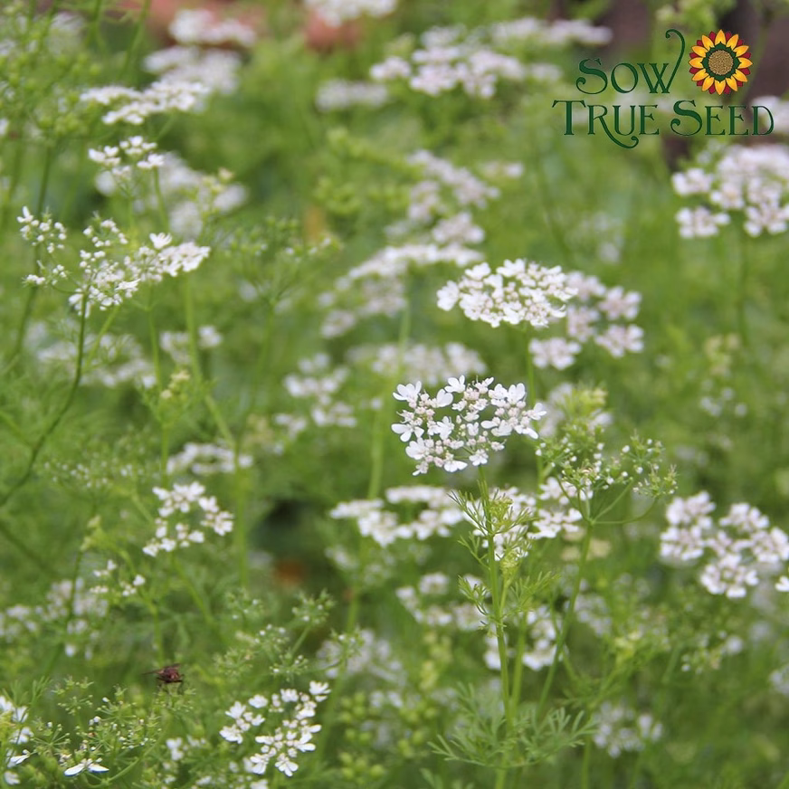 Cilantro Seeds, Organic With White Colored Cilantro Seeds Photo Cilantro Seeds, Organic With White Colored Cilantro Seeds Photo