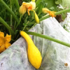 Summer Squash Seeds – Early Summer Crookneck with a squash photo