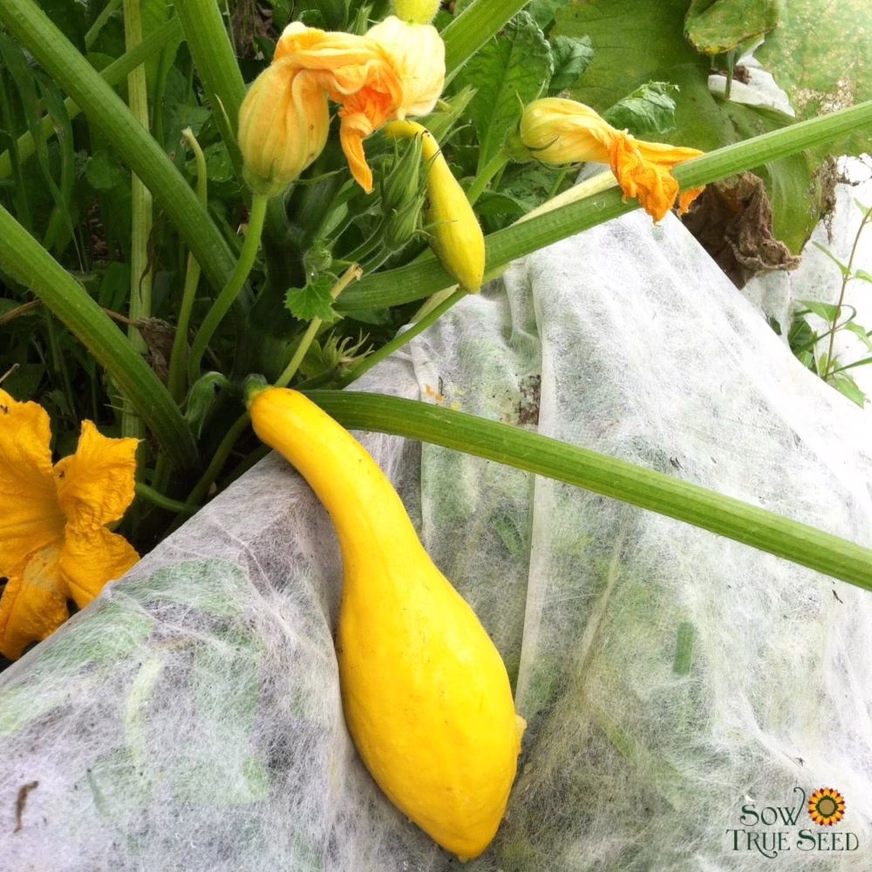 Summer Squash Seeds – Early Summer Crookneck With A Squash Photo Summer Squash Seeds – Early Summer Crookneck With A Squash Photo