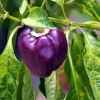 Sweet Pepper Seeds - Purple Beauty photo of pepper