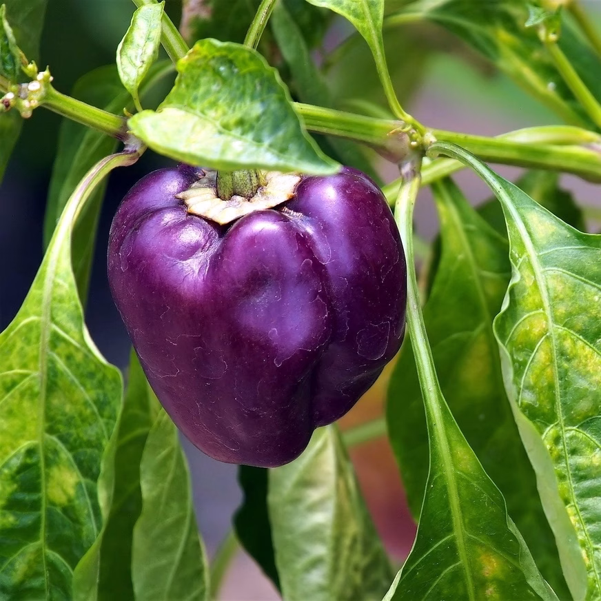 Sweet Pepper Seeds - Purple Beauty With A Photo Of Purple Pepper On A Branch Sweet Pepper Seeds - Purple Beauty Photo Of Pepper
