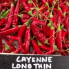 Hot Pepper Seeds - Cayenne Long Red Thin in writing