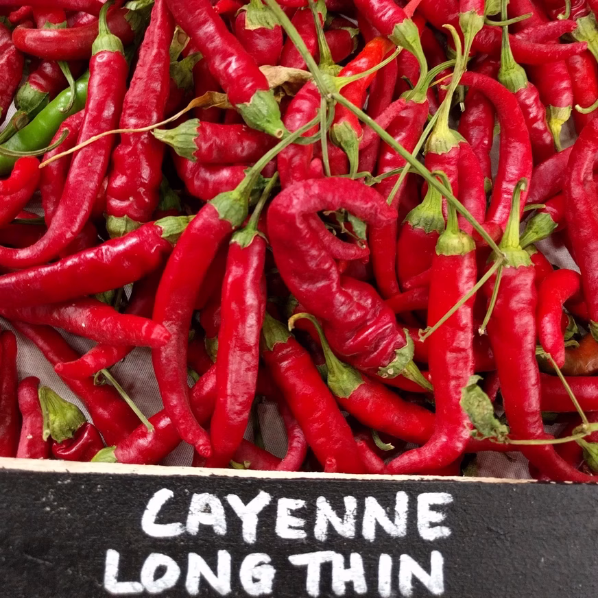 Hot Pepper Seeds - Cayenne Long Red Thin With Hot Pepper Hot Pepper Seeds - Cayenne Long Red Thin In Writing