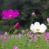 Cosmos Seeds – Sensation Mix with purple white flowers photo
