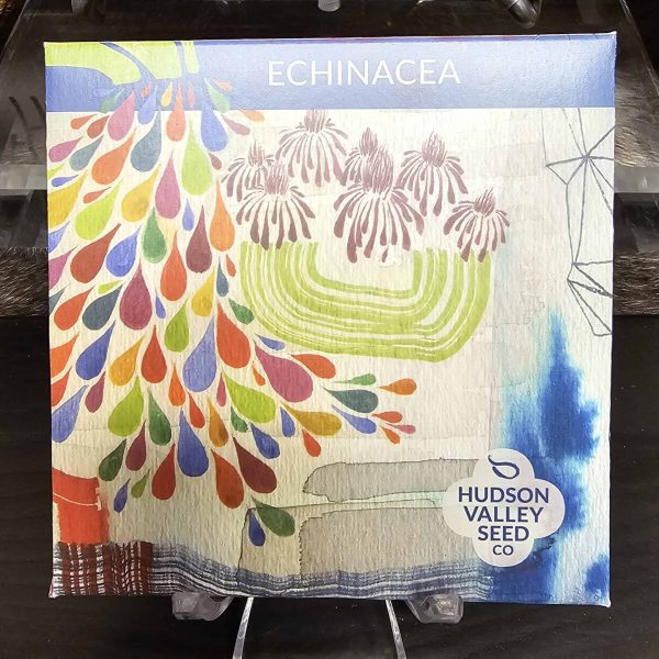 Echinacea Seeds