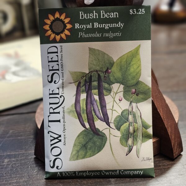 Beans - Bush Seeds Royal Burgundy